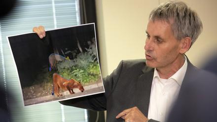 Michael Grubert (SPD), Bürgermeister von Kleinmachnow, erklärt anhand von Fotos, weshalb es sich bei dem gesuchten Raubtier um keine Löwin handelt.