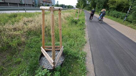 Die jungen Hainbuchen an der Nuthestraße in Höhe des Babelsberger Parks wurden abgesägt.