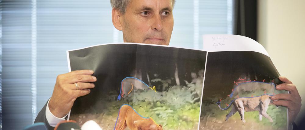 21.07.2023, Brandenburg, Kleinmachnow: Michael Grubert (SPD), Bürgermeister von Kleinmachnow, erklärt bei einem Pressegespräch anhand von Fotos, weshalb es sich bei dem gesuchten Raubtier um keine Löwin handelt. Die Polizei hat auf der Suche nach einer mutmaßlichen Löwin Entwarnung gegeben. Foto: Paul Zinken/dpa +++ dpa-Bildfunk +++