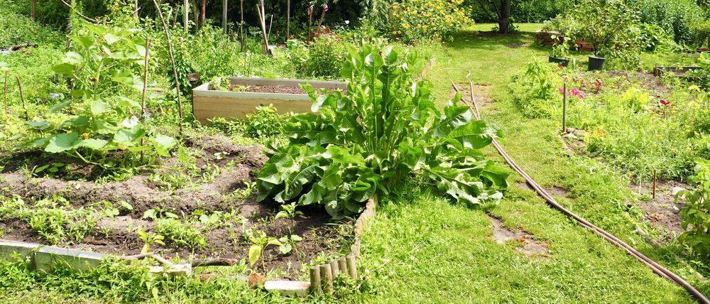 Wuhlegarten in Köpenick.