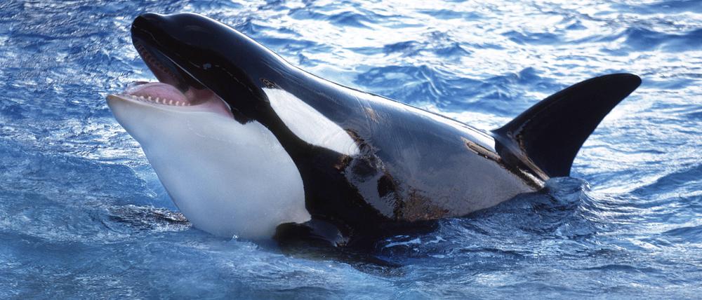 Orca.