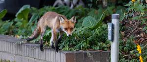 Fuchs beobachtet das Geschehen. In der Nacht zum Donnerstag wurde in Kleinmachnow eine freilaufende Loewin gesichtet. Die Polizei sucht nach dem Tier, bisher ist es aber noch nicht gefunden. Es wurde bereits in Berlin Zehlendorf, Kleinmachnow, An der Stammbahn,Teltow, Stahnsdorf und Potsdam mit einem Grossaufgebot gesucht. Kleinmachnow 20.07.2023