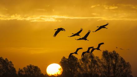 Kranichen fliegen in den Sonnenuntergang in der Nähe von Berlin. Trotz Bemühungen der EU ist der Kampf für den Klimaschutz und gegen das Artensterben nicht ausreichend, sagt die Europäische Umweltagentur.