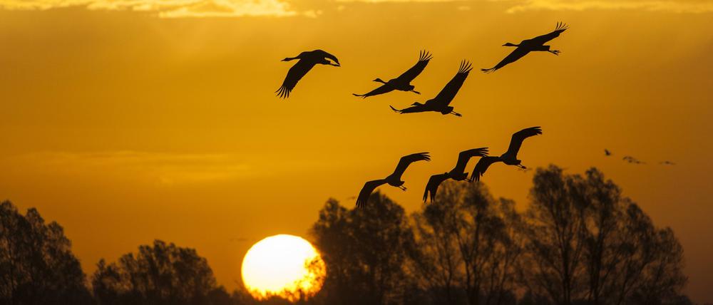Kranichen fliegen in den Sonnenuntergang in der Nähe von Berlin. Trotz Bemühungen der EU ist der Kampf für den Klimaschutz und gegen das Artensterben nicht ausreichend, sagt die Europäische Umweltagentur.