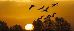 Kranichen fliegen in den Sonnenuntergang in der Nähe von Berlin. Trotz Bemühungen der EU ist der Kampf für den Klimaschutz und gegen das Artensterben nicht ausreichend, sagt die Europäische Umweltagentur.