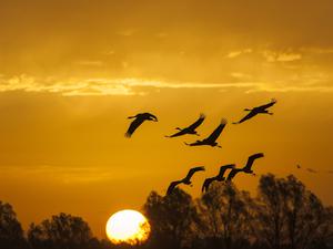 Kranichen fliegen in den Sonnenuntergang in der Nähe von Berlin. Trotz Bemühungen der EU ist der Kampf für den Klimaschutz und gegen das Artensterben nicht ausreichend, sagt die Europäische Umweltagentur.