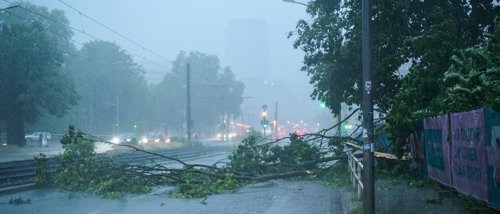 Berlin: Der Starkregen hat einen Baum quer auf die Prenzlauer Allee stürzen lassen.