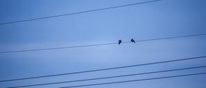  Zwei Tauben sitzen im Morgengrauen auf einer Hochspannungsleitung.