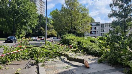 Am Morgen nach dem Sturm liegen große Äste auf der Kloppstockstraße beim Tiergarten.