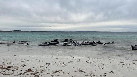 Rund 70 Grindwale sind in Westaustralien gestrandet. 