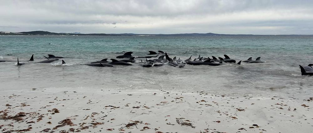 Rund 70 Grindwale sind in Westaustralien gestrandet.