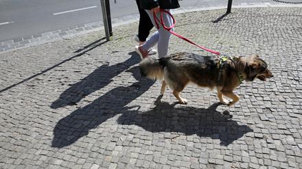 Hundehalter in der Stadt, Gassigehen, Leinenzwang. Potsdam.