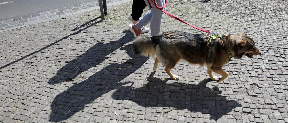 Hundehalter in der Stadt, Gassigehen, Leinenzwang. Potsdam.