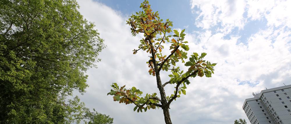 Jungbäume an der Nuthestraße/Babelsberger Park gefällt. Trotz Pflegemaßnahmen der Stadt Potsdam vertrocknen die verbliebenen Bäume.