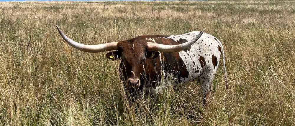 Texas Longhorn Rinder in Oberfranken. 