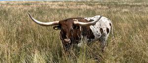 Texas Longhorn Rinder in Oberfranken. 