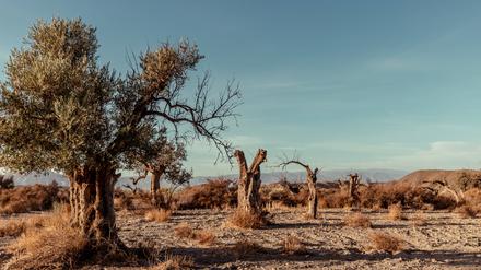 Abgestorbene Olivenbäume in der Tabernas Wüste in Andalusien, Spanien. Wegen der schlechten Ernte in Europa rechnet Olivenöl-Hersteller Bertolli mit steigenden Preisen für Verbraucher und Lücken im Supermarktregal. 