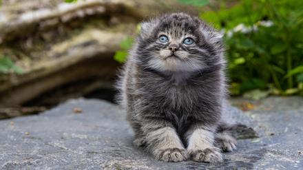 Ein Manul-Jungtier sitzt auf einem Stein und blickt nach oben.  