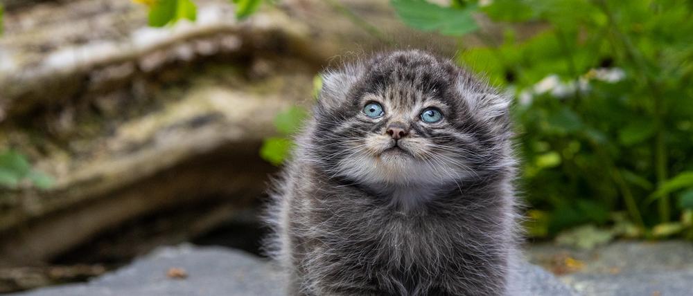 Ein Manul-Jungtier sitzt auf einem Stein und blickt nach oben.