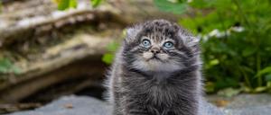 Ein Manul-Jungtier sitzt auf einem Stein und blickt nach oben.  