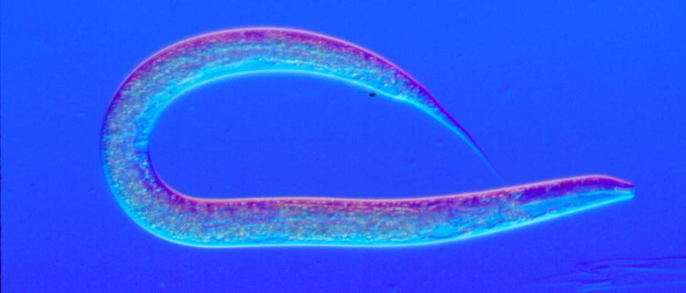 Light micrograph of Caenorhabditis elegans (nematode)An important organism in the soil microbiome and animal model for basic researchMagnification=x50 at this image size