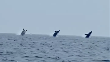 Die drei Buckelwale sprangen bei Cape Cod, Massachusetts, in nahezu perfektem Einklang aus dem Meer.