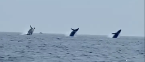 Die drei Buckelwale sprangen bei Cape Cod, Massachusetts, in nahezu perfektem Einklang aus dem Meer.