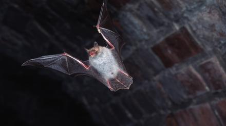 Fledermaus im Kellergewölbe der Zitadelle Spandau
