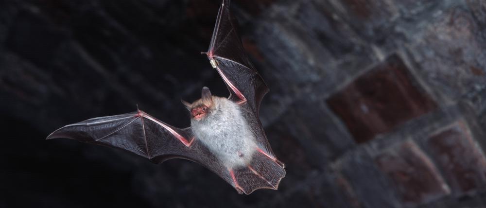 Eine Fransenfledermaus im Gewölbe einer Zitadelle.