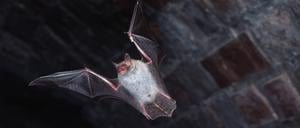 Fledermaus im Kellergewölbe der Zitadelle Spandau