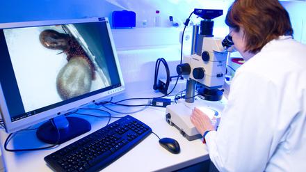 Eine medizinisch-technische Assistentin (MTA) betrachtet am 03.06.2013 in einem Labor der Parasitologie im niedersächsischen Gesundheitsamt in Hannover (Niedersachsen) zwei weibliche Zecken bei der Eiablage durch ein Mikroskop (links auf dem Monitor zu sehen).