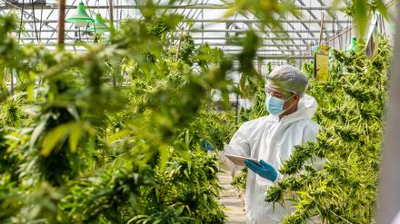 Seit zehn Jahren ist Cannabis in Uruguay legal.
