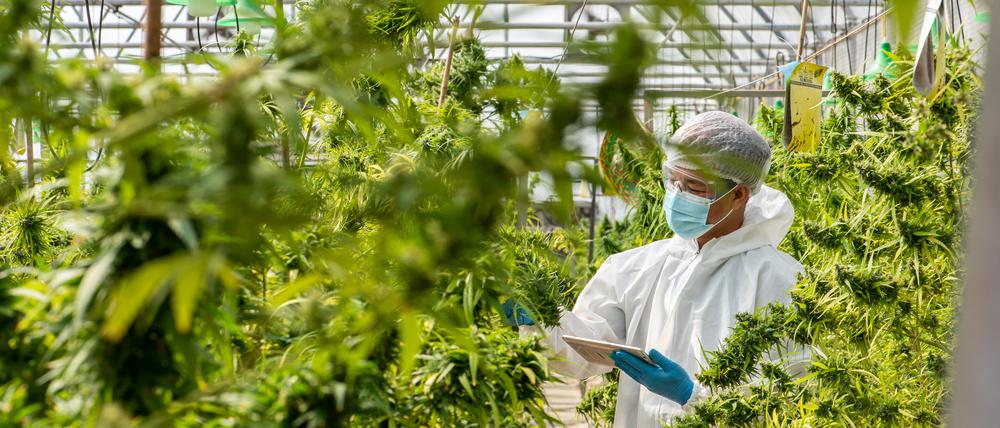 Seit zehn Jahren ist Cannabis in Uruguay legal, Deutschland soll diesem Beispiel nun folgen.