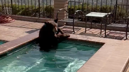 Ein Bär erfrischt sich in einem kalifornischen Swimmingpool.