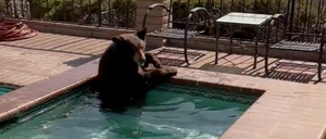 Ein Bär erfrischt sich in einem kalifornischen Swimmingpool.