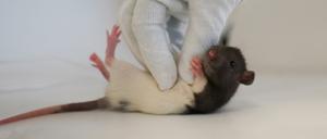 Wenn Ratten gekitzelt werden, springen sie nicht nur vor Freude, sondern lachen auch in Form von Quietschtönen. 