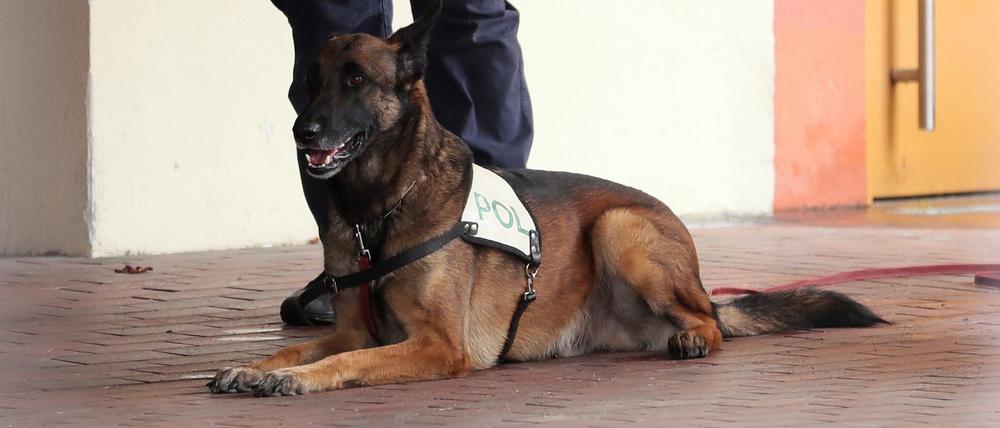 Polizeihund