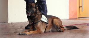 Polizeihund