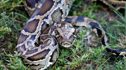 Ein Passagier in Indien hatte 47 Pythons im Gepäck.