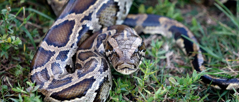 Ein Passagier in Indien hatte 47 Pythons im Gepäck.