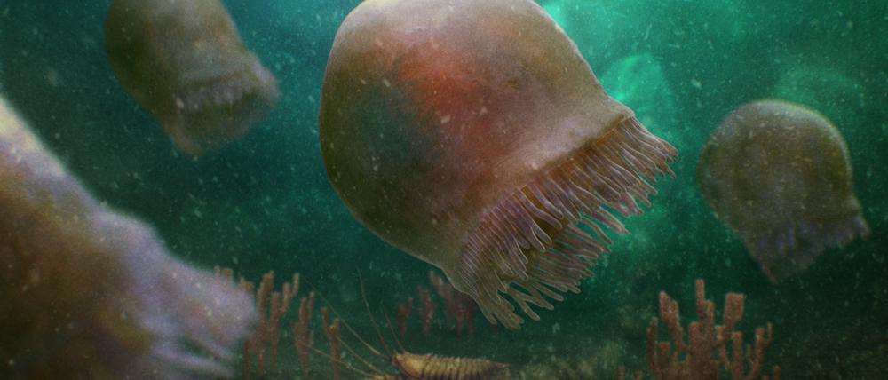Zeichnung der Burgessomedusa