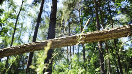 Irgendwo im Nirgendwo. In die Wildnis von Brandenburg bitte nur gut vorbereitet.