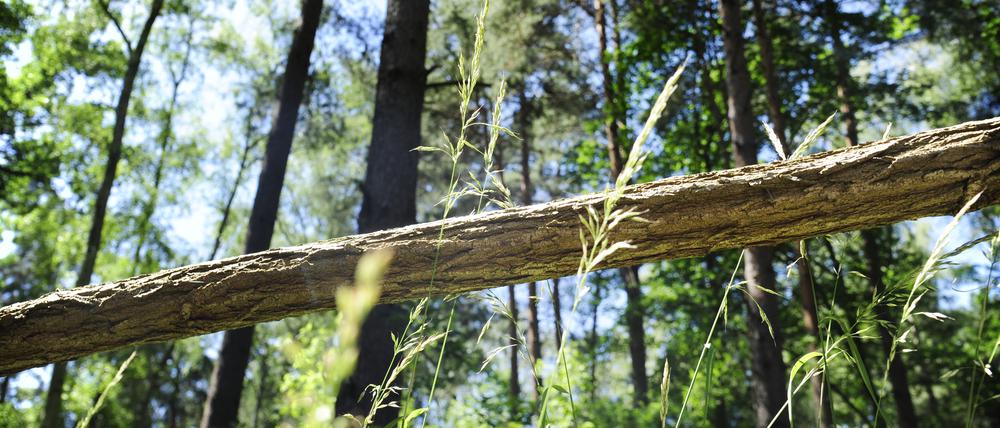 Irgendwo im Nirgendwo. In die Wildnis von Brandenburg bitte nur gut vorbereitet.