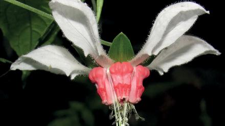 Nasa humboldtiana subspecies humboldtiana wurde nach über 160 Jahren wiederentdeckt.