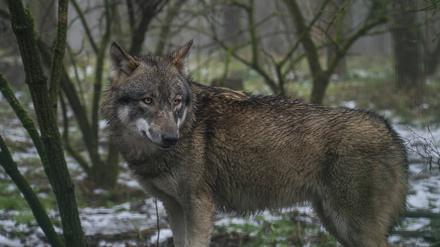 Ein Wolf hat in einem sogenannten Filmtier- und Kontaktzoo im niedersächsischen Eschede einen Achtjährigen gebissen und leicht verletzt (Symbolbild).
