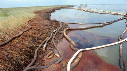 So zerstörerisch wie die BP Deepwater Horizon-Ölpest von 2010 wird der Ölteppich im Golf von Mexiko hoffentlich nicht. Es drohen trotzdem schwere Umweltschäden. Das Foto zeigt dickflüssiges Rohöl in einem Sumpfgebioet im US-Bundesstaat Louisiana im Jahr 2010. 