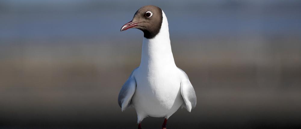 Wegen der Vogelgrippe greift Finnland auf Pelztierfarmen durch und lässt Zehntausende Tiere töten. Als Infektionsquelle kommen Möwen in Betracht.