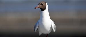 Wegen der Vogelgrippe greift Finnland auf Pelztierfarmen durch und lässt Zehntausende Tiere töten. Als Infektionsquelle kommen Möwen in Betracht.