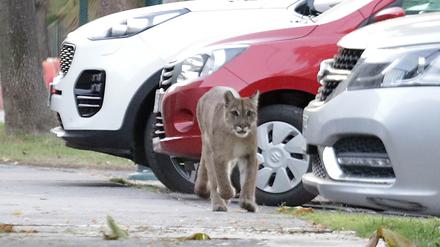 Wie eine YouGov-Umfrage ergab, denken in Großbritannien sechs Prozent der Menschen, es sei „eindeutig wahr“, dass Panther durch ihre Wälder streifen. 