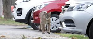 Wie eine YouGov-Umfrage ergab, denken in Großbritannien sechs Prozent der Menschen, es sei „eindeutig wahr“, dass Panther durch ihre Wälder streifen.